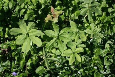 Arisaema dracontium (Green Dragon), habit, leaf, spring