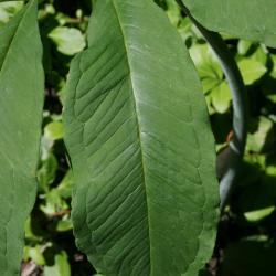 Arisaema dracontium (Green Dragon), leaves, upper surface