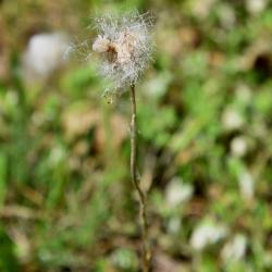 Antennaria parlinii subsp. fallax (Cat's Foot), infructescence