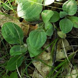 Antennaria parlinii subsp. fallax (Cat's Foot), habit, leaves, summer
