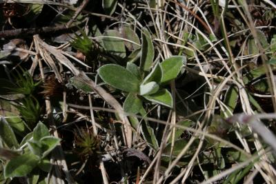 Antennaria neglecta (Cat's Foot), leaf, spring