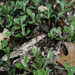 Antenneria parlinii subsp. fallax (Cat's Foot), habit, spring
