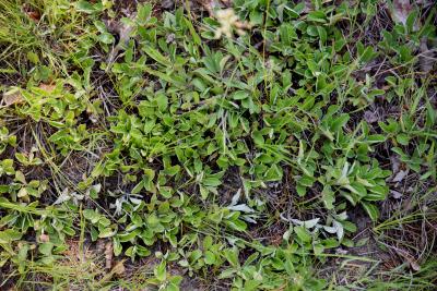 Antennaria parlinii subsp. fallax (Cat's Foot), habit, summer