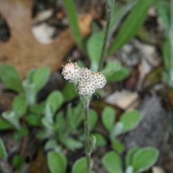 Antennaria parlinii subsp. fallax (Cat's Foot), inflorescence, flower, pistillate