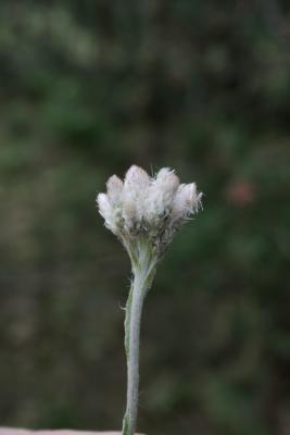 Antennaria parlinii subsp. fallax (Cat's Foot), inflorescence