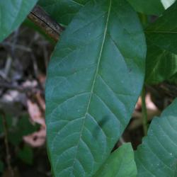 Asclepias exaltata (Poke Milkweed), leaf, summer