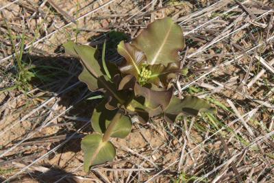 Asclepias amplexicaulis (Sand Milkweed), habit, spring