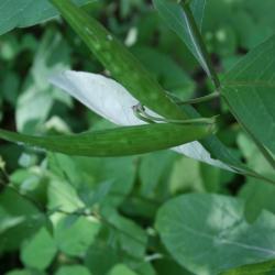 Asclepias exaltata (Poke Milkweed), fruit, immature