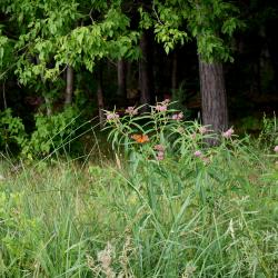 Asclepias incarnata (Swamp Milkweed), habitat