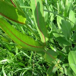 Asclepias sullivantii (Sullivant's Milkweed), bark, stem, leaf, summer