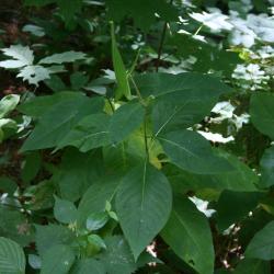 Asclepias exaltata (Poke Milkweed), habit, summer