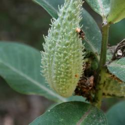 Asclepias syriaca (Common Milkweed), fruit, immature