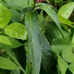 Asclepias incarnata (Swamp Milkweed), leaf, summer