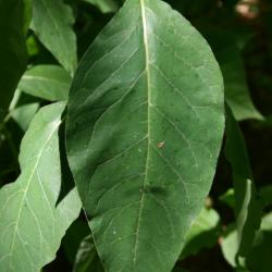 Asclepias exaltata (Poke Milkweed), leaves, upper surface