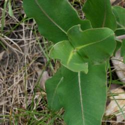 Asclepias amplexicaulis (Sand Milkweed), leaf, summer
