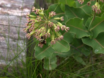 Asclepias amplexicaulis (Sand Milkweed), inflorescence