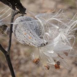 Asclepias syriaca (Common Milkweed), fruit, mature