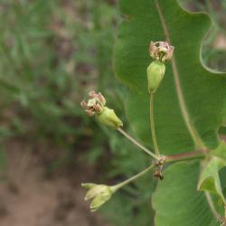 Asclepias amplexicaulis (Sand Milkweed), flower, full