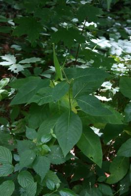 Asclepias exaltata (Poke Milkweed), habit, summer