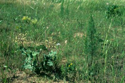 Asclepias amplexicaulis (Sand Milkweed), habitat, habit, summer