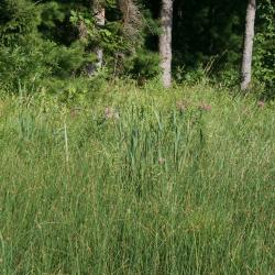 Asclepias incarnata (Swamp Milkweed), habitat