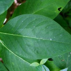 Asclepias exaltata (Poke Milkweed), leaf, summer