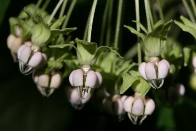 Asclepias exaltata (Poke Milkweed), inflorescence