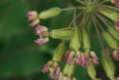 Asclepias amplexicaulis (Sand Milkweed), flower, side