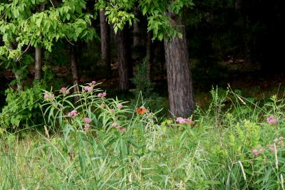 Asclepias incarnata (Swamp Milkweed), habit, summer