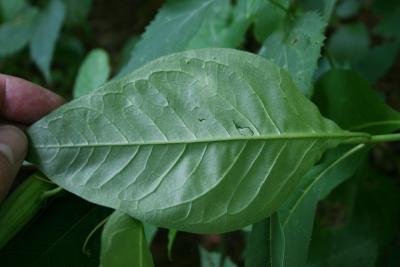 Asclepias exaltata (Poke Milkweed), leaves, lower surface