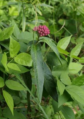 Asclepias incarnata (Swamp Milkweed), bud, flower, leaf, summer