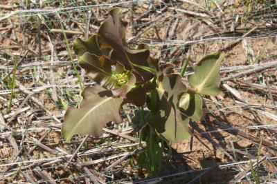 Asclepias amplexicaulis (Sand Milkweed), habit, spring