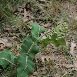 Asclepias amplexicaulis (Sand Milkweed), habit, summer