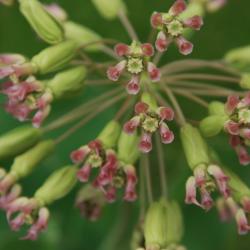 Asclepias amplexicaulis (Sand Milkweed), flower, throat