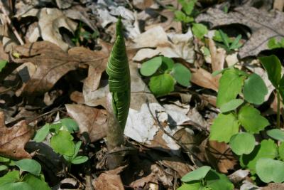 Arisaema triphyllum (Jack-in-the-pulpit), leaf, spring