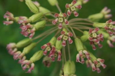 Asclepias amplexicaulis (Sand Milkweed), flower, throat