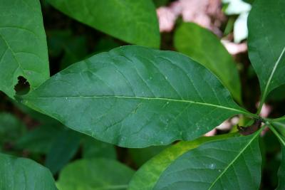 Asclepias exaltata (Poke Milkweed), leaves, upper surface