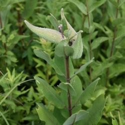 Asclepias syriaca (Common Milkweed), fruit, immature
