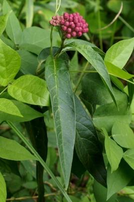 Asclepias incarnata (Swamp Milkweed), leaf, summer