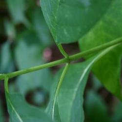 Asclepias exaltata (Poke Milkweed), bark, stem