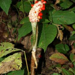 Arisaema triphyllum (Jack-in-the-pulpit), infructescence