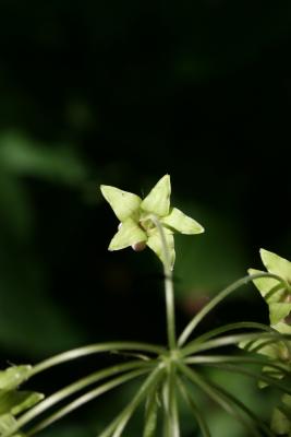 Asclepias exaltata (Poke Milkweed), flower, back