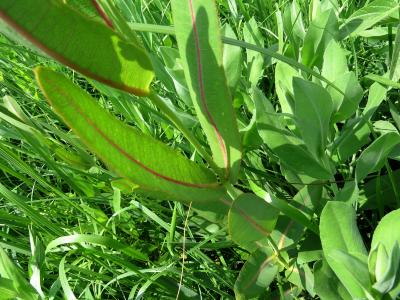 Asclepias sullivantii (Sullivant's Milkweed), bark, stem, leaf, summer