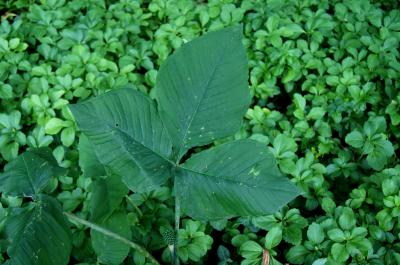Arisaema triphyllum (Jack-in-the-pulpit), leaf, summer