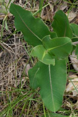 Asclepias amplexicaulis (Sand Milkweed), leaf, summer
