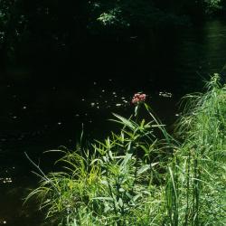 Asclepias incarnata (Swamp Milkweed), habitat, habit, summer