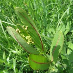 Asclepias sullivantii (Sullivant's Milkweed), inflorescence