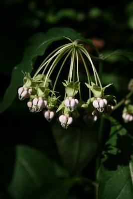 Asclepias exaltata (Poke Milkweed), inflorescence