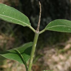 Asclepias syriaca (Common Milkweed), bark, stem