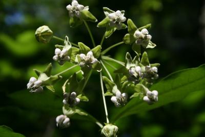 Asclepias exaltata (Poke Milkweed), flower, throat